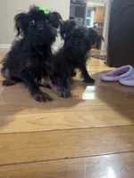 Beau & Bentley, a male Brussels Griffon for sale in York, SC – 2 of 3