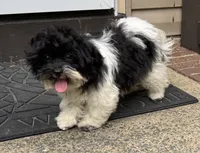 Bandit, a male Havapoo for sale in York, SC – 4 of 6