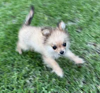 Daisy, a female Cavapom for sale in York, SC – 1 of 7