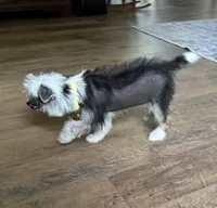 Chip, a male Chinese Crested for sale in York, SC – 3 of 6