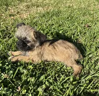 Cookie, a female Brussels Griffon for sale in York, SC – 4 of 5