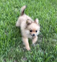 Daisy, a female Cavapom for sale in York, SC – 2 of 7