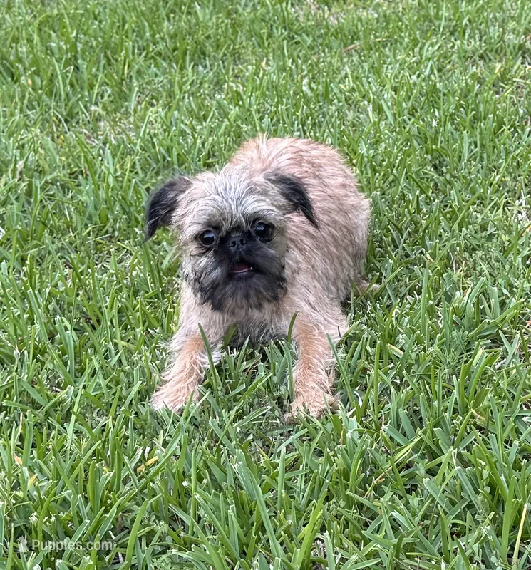 Cookie – Brussels Griffon puppy for sale in York, SC