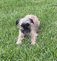 Cookie, a female Brussels Griffon for sale in York, SC – 1 of 5