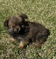 Max, a male Cavapom and Pomeranian for sale in York, SC – Photo 5 of 7