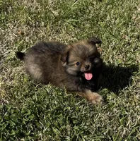 Max, a male Cavapom and Pomeranian for sale in York, SC – Photo 3 of 7