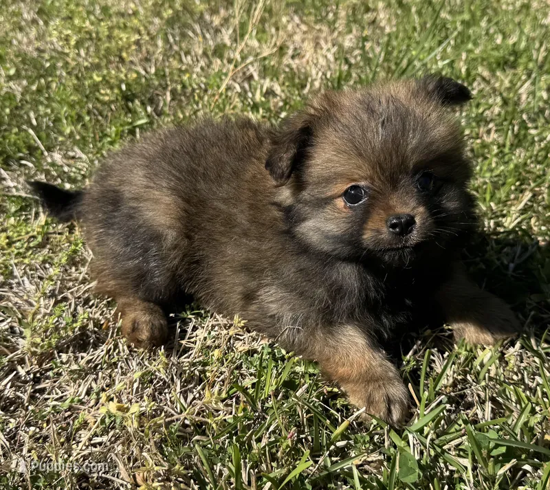 Max – Cavapom, Pomeranian puppy for sale in York, SC
