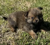 Max, a male Cavapom and Pomeranian for sale in York, SC – Photo 1 of 7
