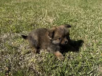 Max, a male Cavapom and Pomeranian for sale in York, SC – Photo 7 of 7