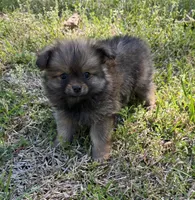 Max, a male Cavapom and Pomeranian for sale in York, SC – Photo 6 of 7