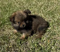 Max, a male Cavapom and Pomeranian for sale in York, SC – Photo 4 of 7