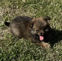 Max, a male Cavapom and Pomeranian for sale in York, SC – Photo 2 of 7