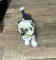 Chip, a male Chinese Crested for sale in York, SC – 4 of 6