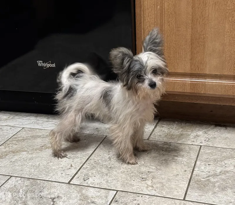 Miley – Chinese Crested, Havanese puppy for sale in York, SC