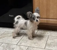 Miley, a female Chinese Crested and Havanese for sale in York, SC – 1 of 5