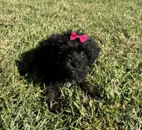 Daisy, a female Yorkipoo for sale in York, SC – 1 of 4
