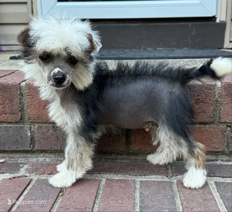 Chip – Chinese Crested puppy for sale in York, SC