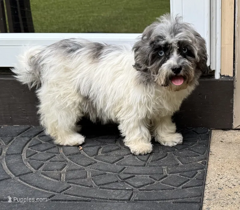 Bailey – Havapoo puppy for sale in York, SC