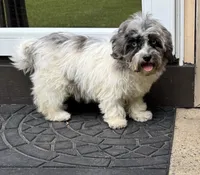 Bailey, a female Havapoo for sale in York, SC – 1 of 4