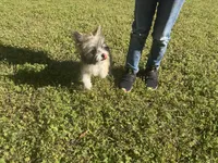 Bailey, a female Chinese Crested for sale in York, SC – Photo 3 of 5