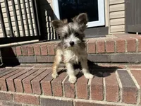 Bailey, a female Chinese Crested for sale in York, SC – Photo 1 of 5