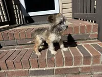 Bailey, a female Chinese Crested for sale in York, SC – Photo 4 of 5