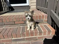 Bailey, a female Chinese Crested for sale in York, SC – Photo 5 of 5