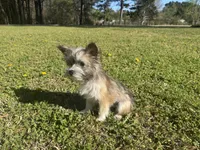 Bailey, a female Chinese Crested for sale in York, SC – Photo 2 of 5