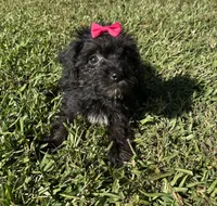 Daisy, a female Yorkipoo for sale in York, SC – 2 of 4