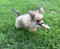 Daisy, a female Cavapom for sale in York, SC – 3 of 7