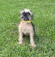 Charlie, a male Brussels Griffon for sale in York, SC – 3 of 4