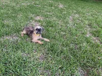 Charlie, a male Brussels Griffon for sale in York, SC – 4 of 4