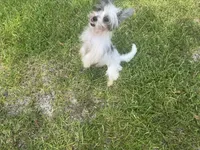 Mikey, a female Chinese Crested and Havanese for sale in York, SC – 3 of 5
