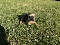 Charlie, a male Brussels Griffon for sale in York, SC – 2 of 5