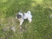 Mikey, a female Chinese Crested and Havanese for sale in York, SC – 4 of 5