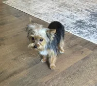 Penny, a female Yorkshire Terrier for sale in York, SC – 3 of 6