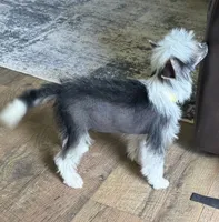 Chip, a male Chinese Crested for sale in York, SC – 2 of 6