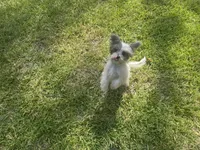 Mikey, a female Chinese Crested and Havanese for sale in York, SC – 5 of 5