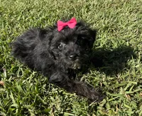 Daisy, a female Yorkipoo for sale in York, SC – 3 of 4