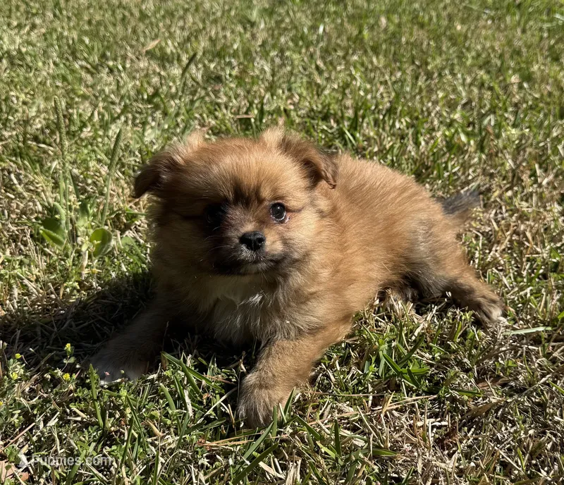 Molly – Cavapom, Pomeranian puppy for sale in York, SC