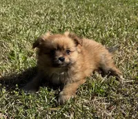 Molly, a female Cavapom and Pomeranian for sale in York, SC – Photo 1 of 5