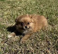 Molly, a female Cavapom and Pomeranian for sale in York, SC – Photo 4 of 5