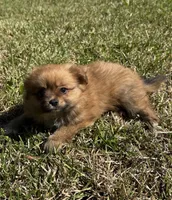 Molly, a female Cavapom and Pomeranian for sale in York, SC – Photo 3 of 5