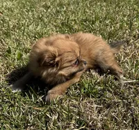 Molly, a female Cavapom and Pomeranian for sale in York, SC – Photo 2 of 5