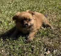 Molly, a female Cavapom and Pomeranian for sale in York, SC – Photo 5 of 5