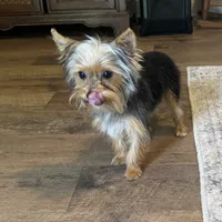 Penny, a female Yorkshire Terrier for sale in York, SC – 2 of 6