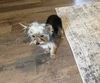 Penny, a female Yorkshire Terrier for sale in York, SC – 6 of 6