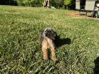 Charlie, a male Brussels Griffon for sale in York, SC – 3 of 5