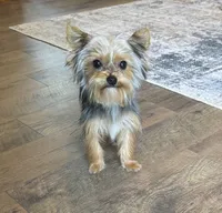 Penny, a female Yorkshire Terrier for sale in York, SC – 1 of 6