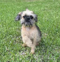 Charlie, a male Brussels Griffon for sale in York, SC – 2 of 4